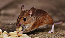 24 Hour & Emergency Exterminators in West Stewartstown, NH